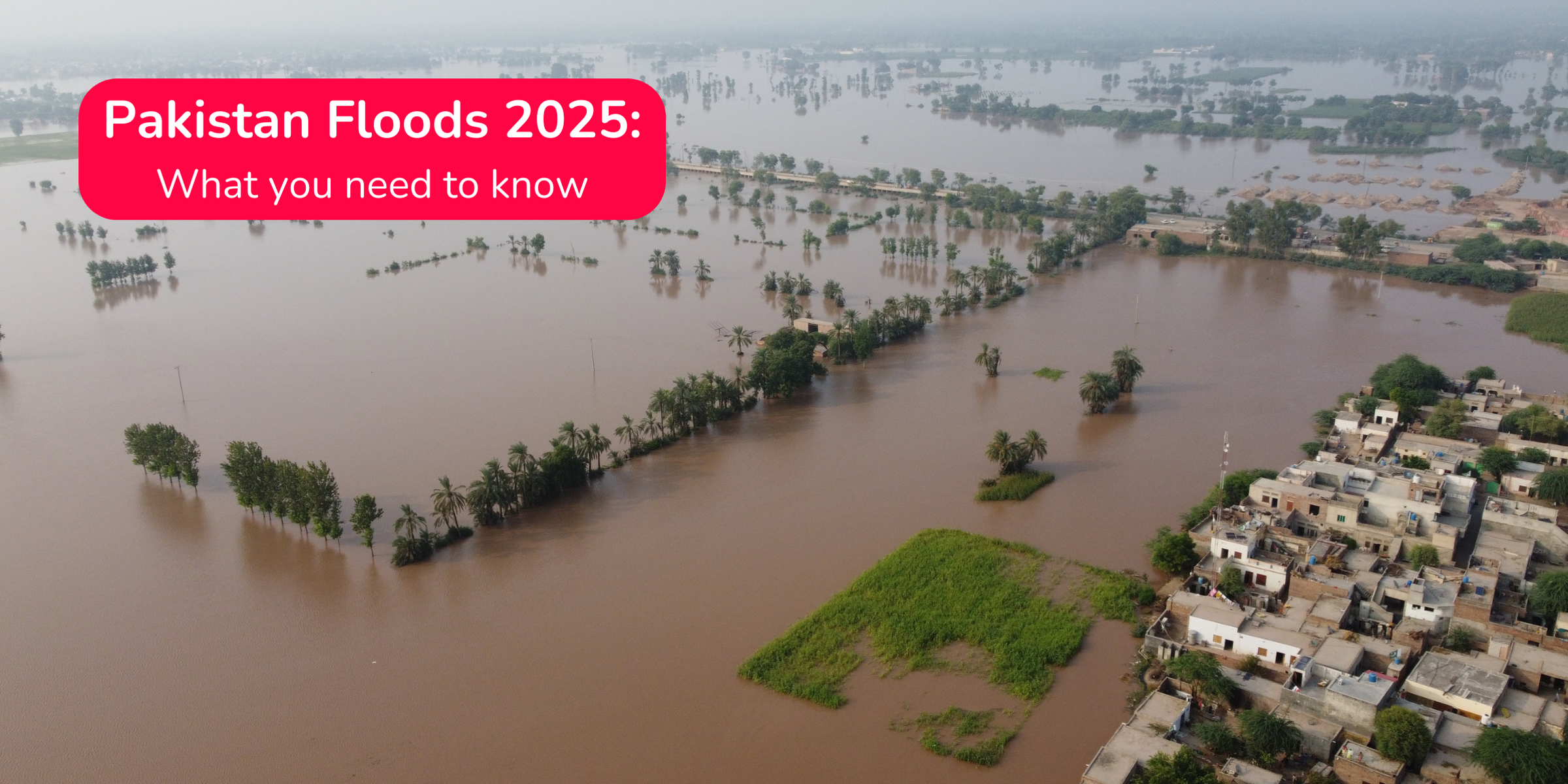 Pakistan Selleri 2025: Bilmeniz gerekenler
