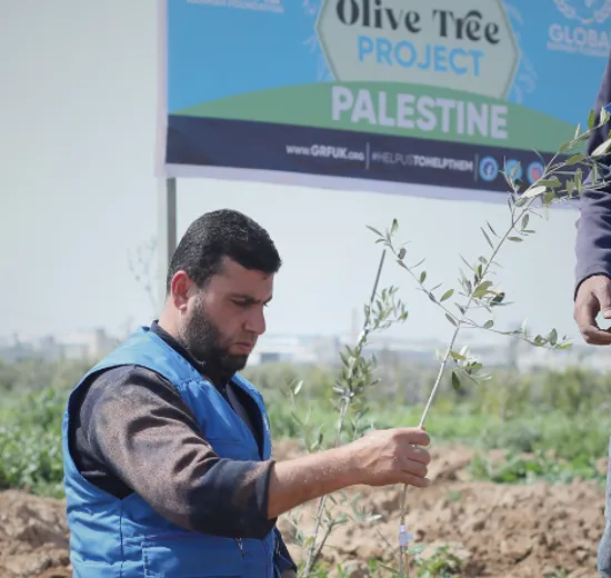 Filistin'e bir zeytin ağacı bağışlayın
